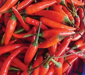 Chilli paprička Tabasco (semena)
