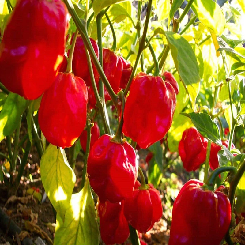Chilli paprička Habanero red savina (semena)