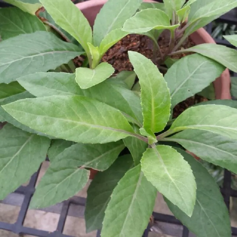 Gynura procumbens (rostliny)