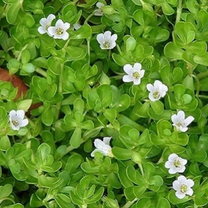 Brahmi - Bacopa Monnieri (rostliny)