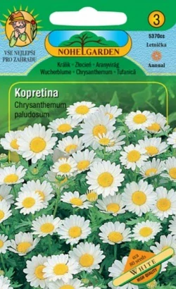 Kopretina bahenní bílá (semena)