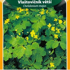 Vlaštovičník větší (semena)