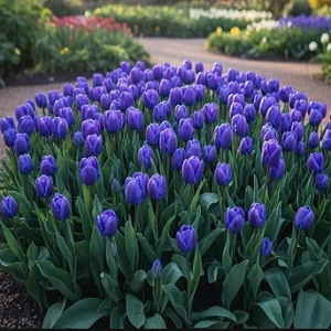 Tulipán modrý 5ks cibulek