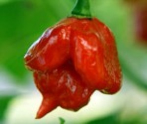 Chilli paprička, Jamaican Rosso (semena)