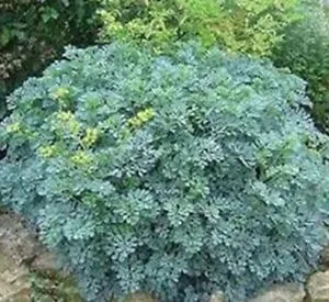 Routa vonná (semena)