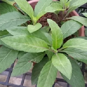 Gynura procumbens (rostliny)