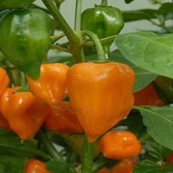 Chilli paprička Habanero orange (semena)