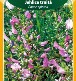 Jehlice trnitá (semena)