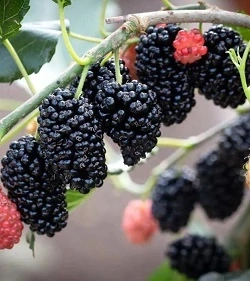 Moruše, Mojo Berry (rostliny)