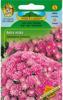 Astra čínská nízká Průhonický trpaslík, růžová (semena)
