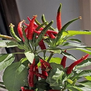 Chilli paprička, Yucatan (semena)