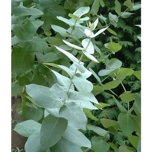Blahovičník, Eucalyptus Gunnii (rostliny)