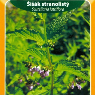 Šišák stranolistý (semena)