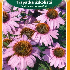 Třapatka úzkolistá (semena)